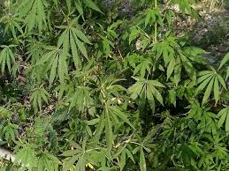 CANNABIS-IN-COURIER-FOR-A-BOY