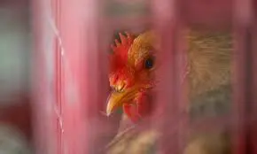 NO-BIRDFLU-CASES-IN-AP